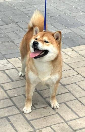 Продам шикарную пару сиба- ину.