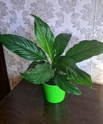 Продам женское счастье