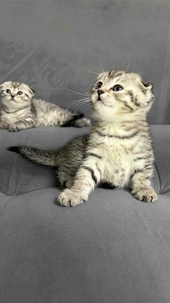 Шотландские вислоухие котята