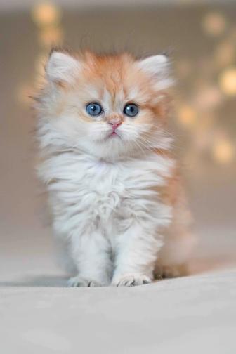 Британская Золотая шиншилла