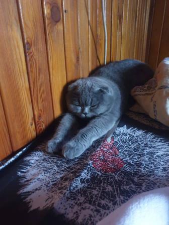 Продам кошечку Скоттиш Фолд