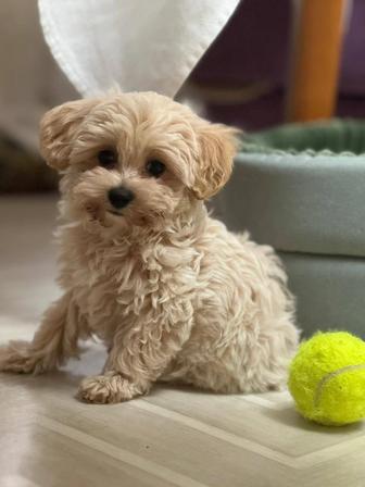 Мальтипу щенки