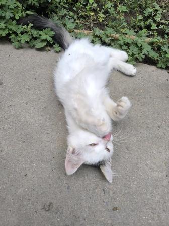 Котенок