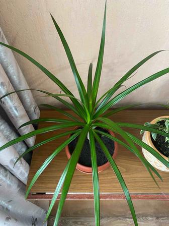 Комнатное растение Драцена