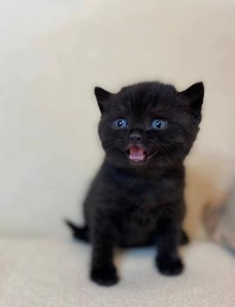 Продам Бомбейский котенка мальчика
