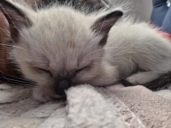 Продается кошка