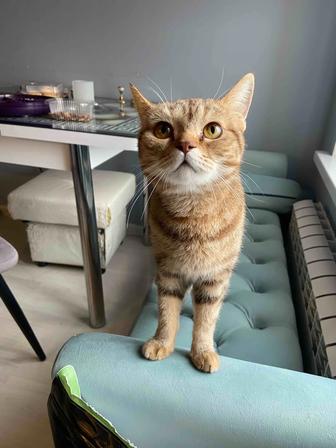 Кошечка ищет хозяев