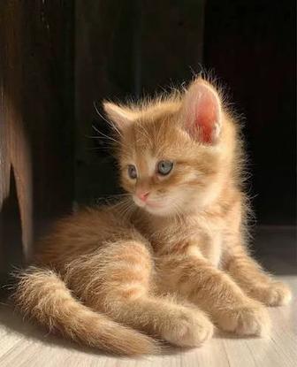Рыжий котенок ищет дом