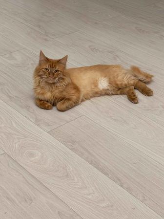 Отдам кошку в добрые руки