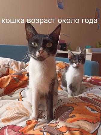 Котятки и кошка бесплатно в добрые ручки