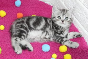 Британские котята