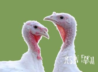 Белый широкогрудый инкубационные яйца индюков стабильный вывод