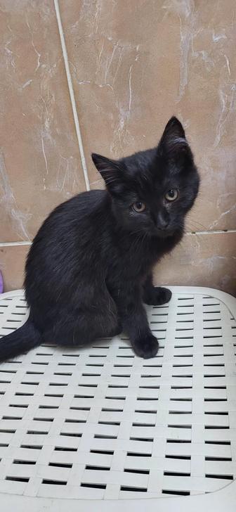 Отдам котенка (мышелова) в добрые руки