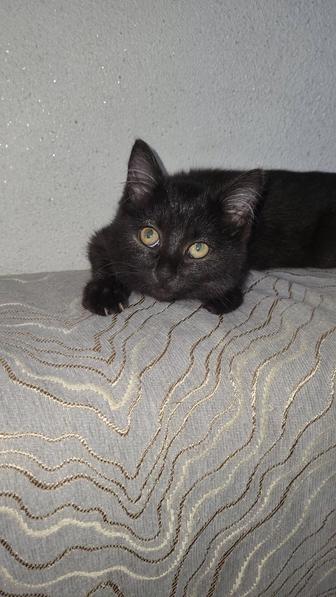 Отдам котенка (мышелова) в добрые руки