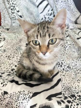 Котенок девочка 2.7 месяцев ищет любящих хозяев