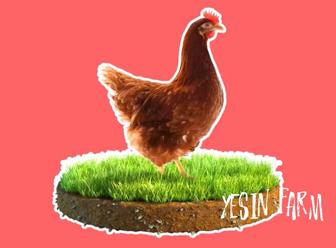 Инкубационные яйца несушка ломан браун сильная генетика