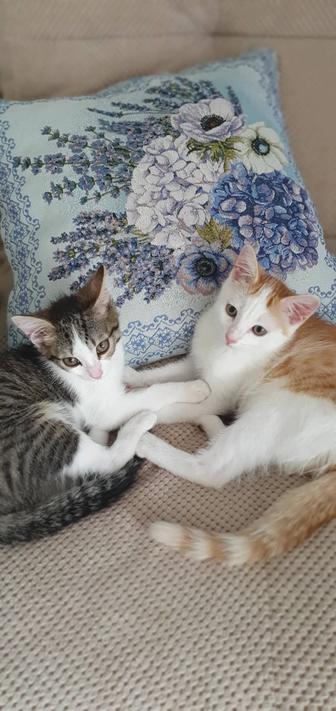 Отдам котят в хорошие руки