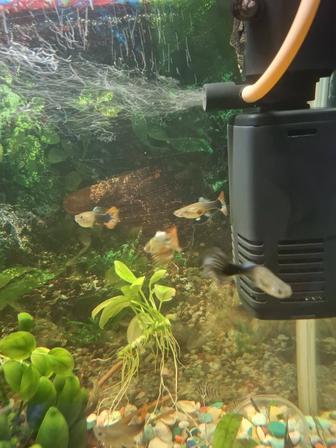 Рыбки обмен