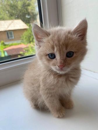 Котенок Снежок