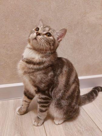 Шотландскую коту ищем подружку