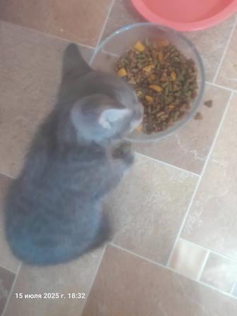 Котята
