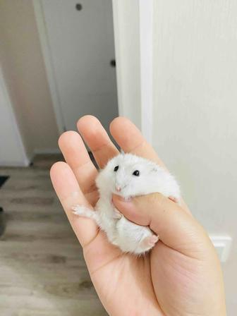 Хомяк(джунгарский)