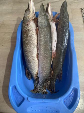 Рыба/Щука Тургайская