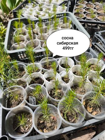 Сеянцы сосны, кедра, лиственница