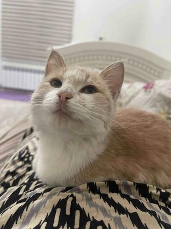 Отдам котенка в добрые руки