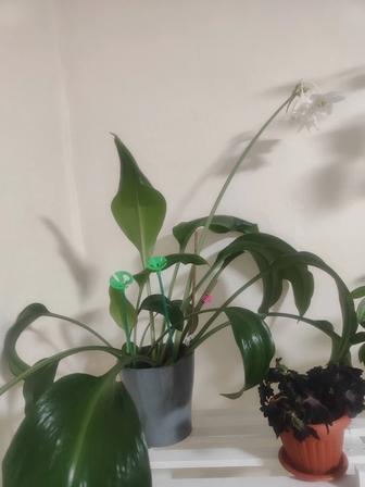 Луковицы эухариуса