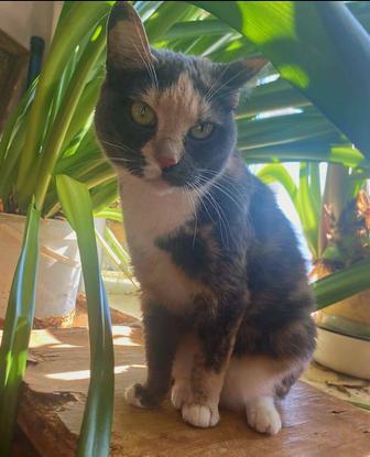 Чудесные кошечки срочно ищут дом