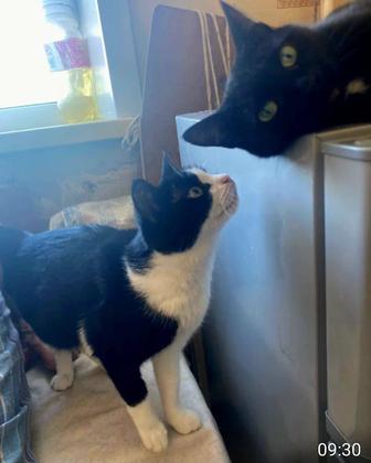 Чудесные кошечки срочно ищут дом