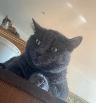 Чудесные кошечки срочно ищут дом