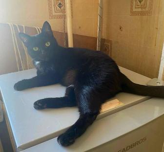 Чудесные кошечки срочно ищут дом