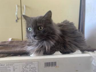 Чудесные кошечки срочно ищут дом