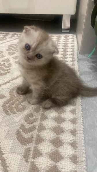 Котенок шотландец