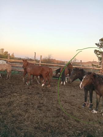 Сатылады бір жастан асқан тай (еркек)