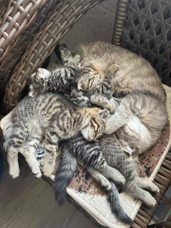 Котята