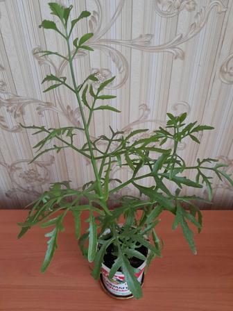 Платицериум продам