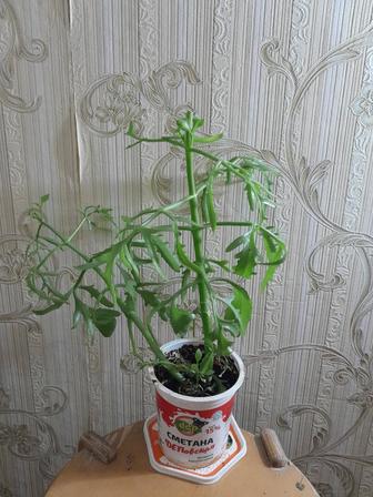 Платицериум продам