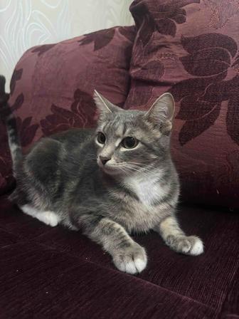 Кошечка в хорошие руки