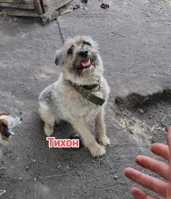 Собаки