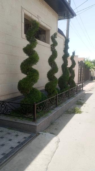 Стрижка Туи ,елки,живая изгородь