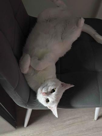 Отдадим в хорошие руки кошку