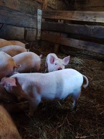 Продам поросят