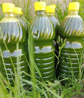 Сок лопуха майский без спирта