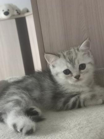 Продам котят