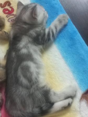 Продам котят