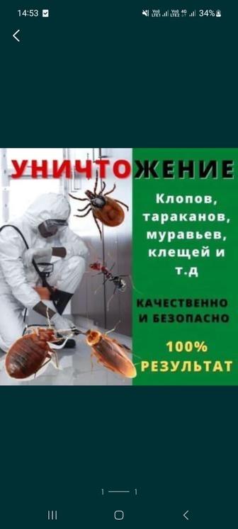 Дезинфекция от клопов тараканов блох муравья