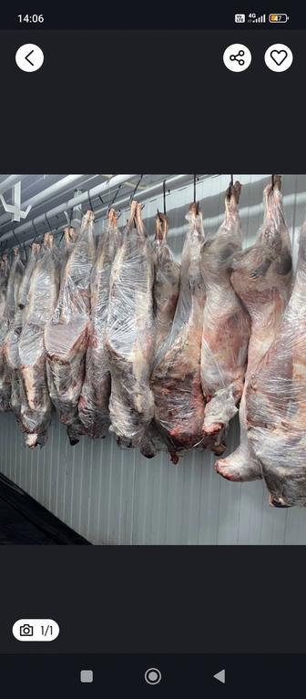 Доставка мясо Сайги